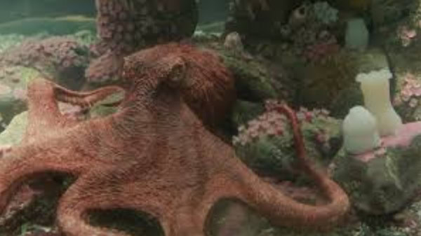 criaturas extraordinariamente brilhantes filme