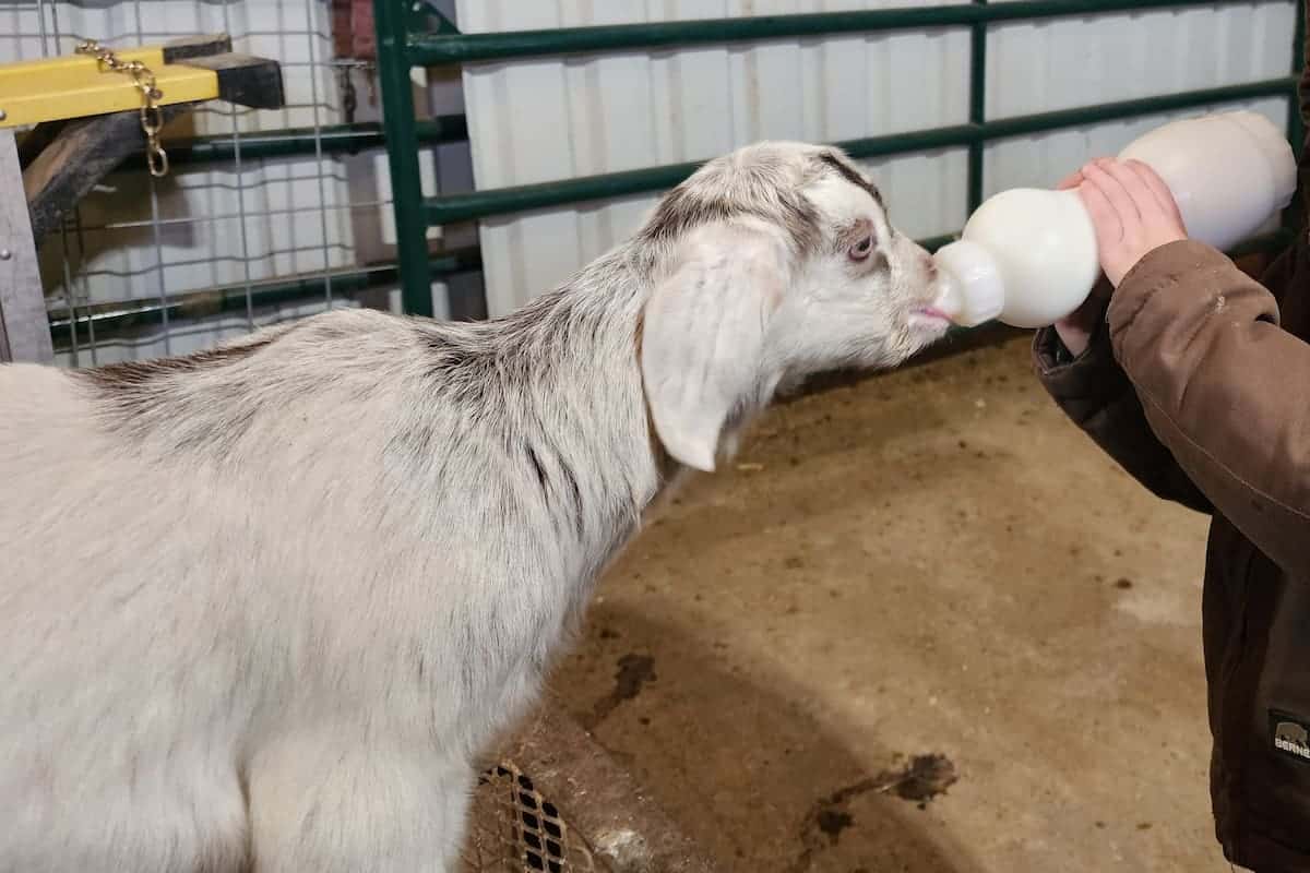 a person feeding a goat
