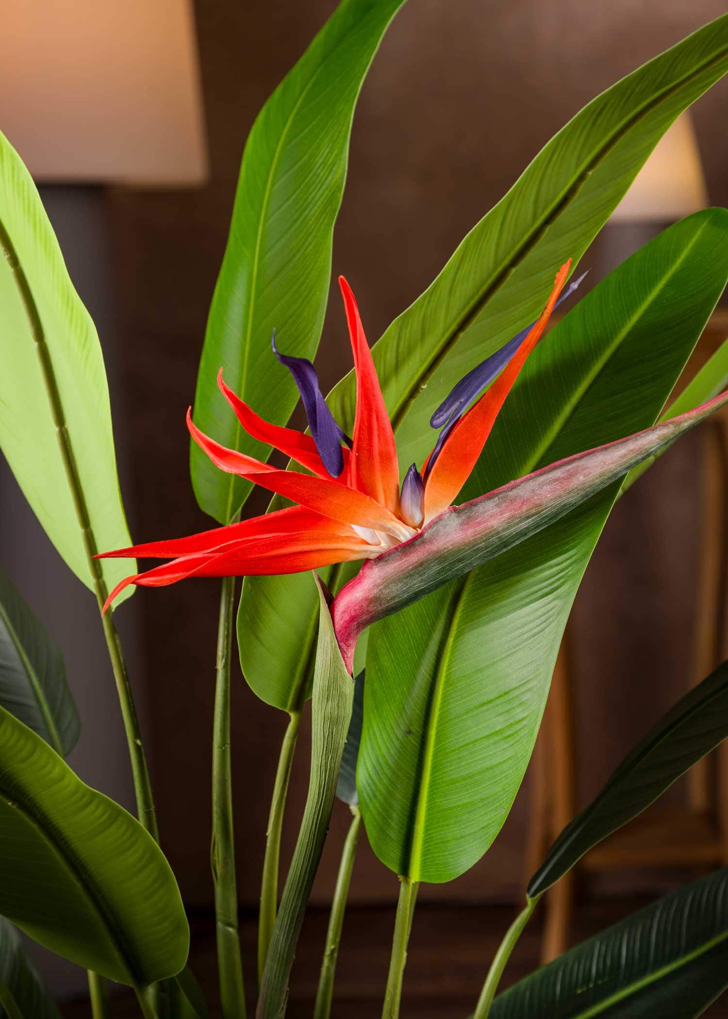 pianta-sterlizia-artificiale-media-fiore