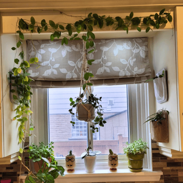 BEST PLANTS FOR KITCHEN WINDOW visual data 3