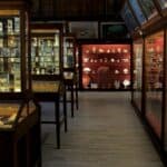 muzeul zoologic cluj-napoca exponate muzeul zoologic cluj-napoca exponate