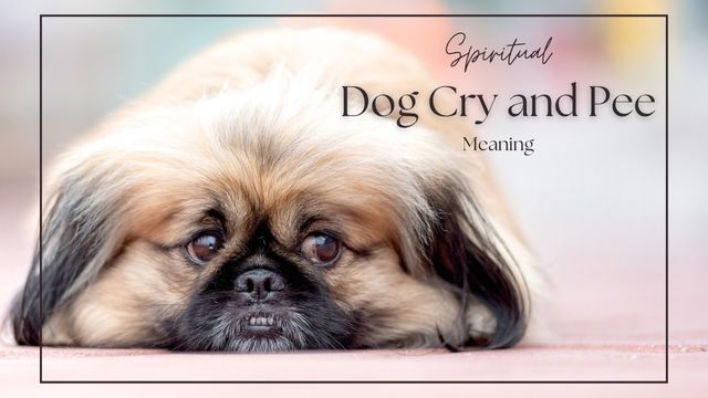 WHY IS MY DOG CRYING OR PEEING IN STRANGE PLACES? THE SPIRITUAL MEANING YOU SHOULDN’T IGNORE 4 understand crying and peeing spiritually