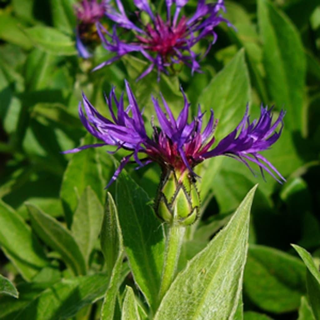 Cyanus montanus / Berg-Flockenblume