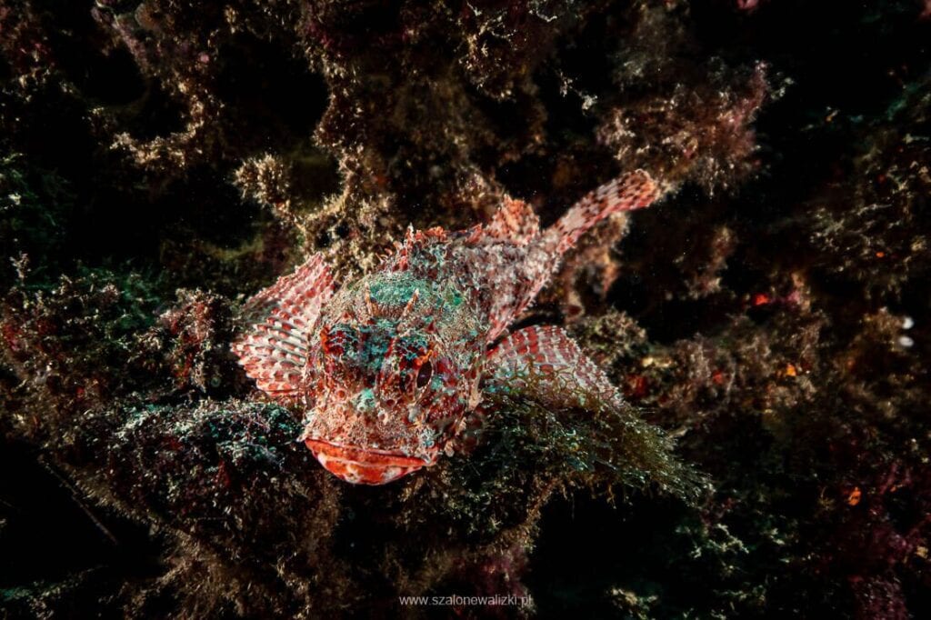 nurkowanie na cabo verde