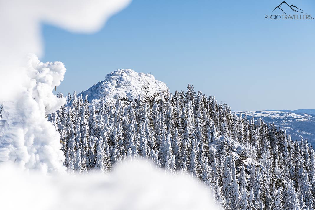 Verschneite Bäume im Winter auf dem Großen Arber