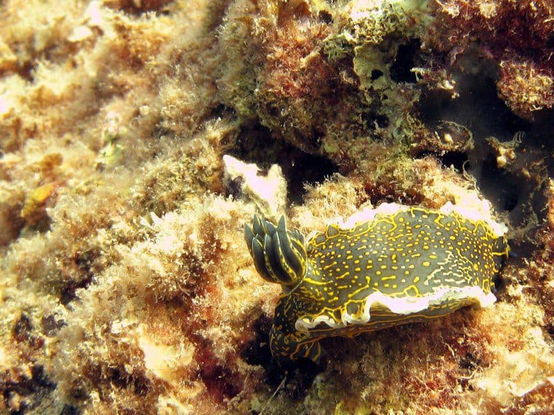 ślimak nagoskrzelny w wodach obok Krety