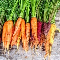 morcov carrot carotte carota zanahoria Karotte gokid legume ordonate alfabetic