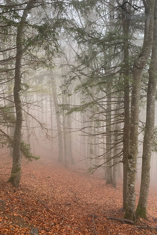 Nebel im Schwarzwald