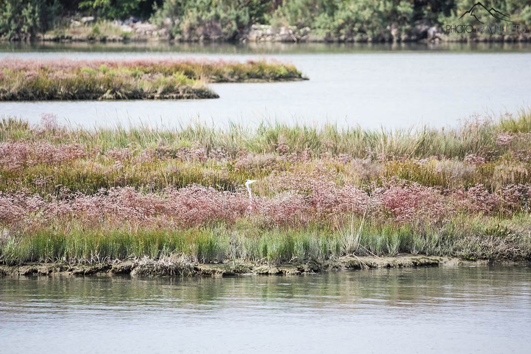 Ein Wasservogel im Naturreservat