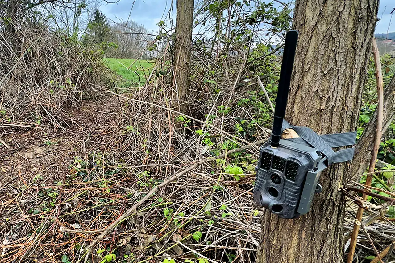hirsch-kroatien Wildkamera am Wildwechsel im Revier