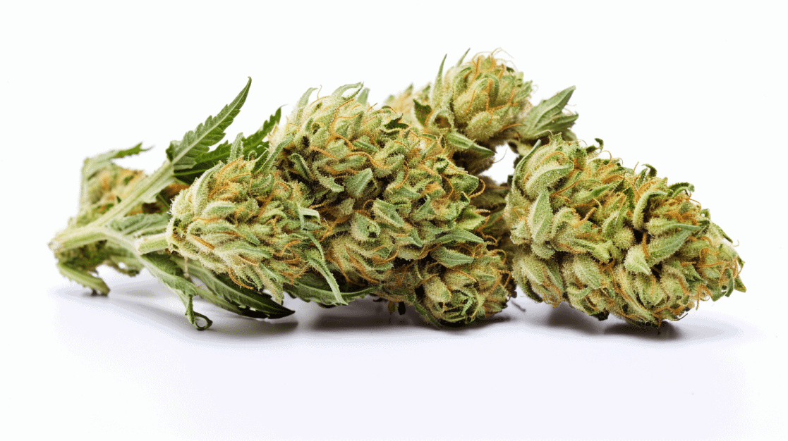 Double Chocolate Strain Double Chocolate Strain on a white background