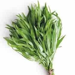tarhon tarragon estragon dragoncello gokid legume ordonate alfabetic