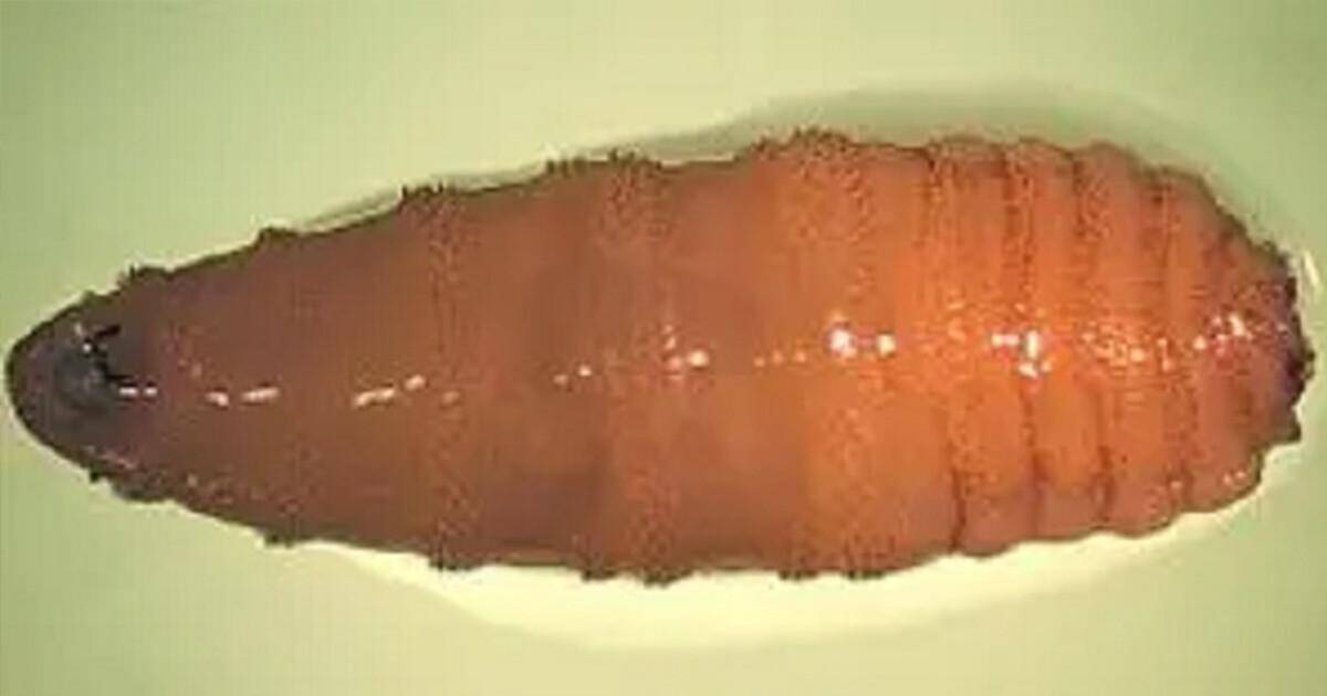 Close-up of a New World Screwworm larva, a flesh-eating bug, showing its segmented body and reddish-brown color. This Texas parasite poses a significant threat to livestock.