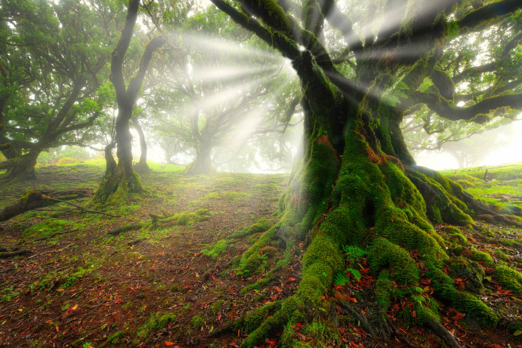 Ein mit Moos bewachsener Baum im Fanal-Wald auf Madeira