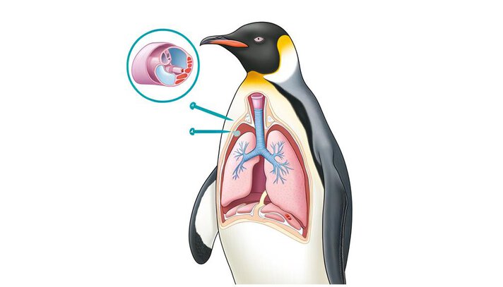 How Does Air Move Inside An Emperor Penguin: A Guide