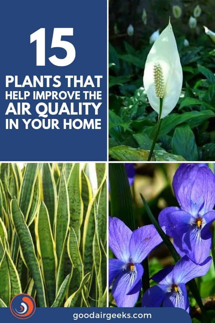 Plants That Help Improve The Air Quality In Your Home (1)