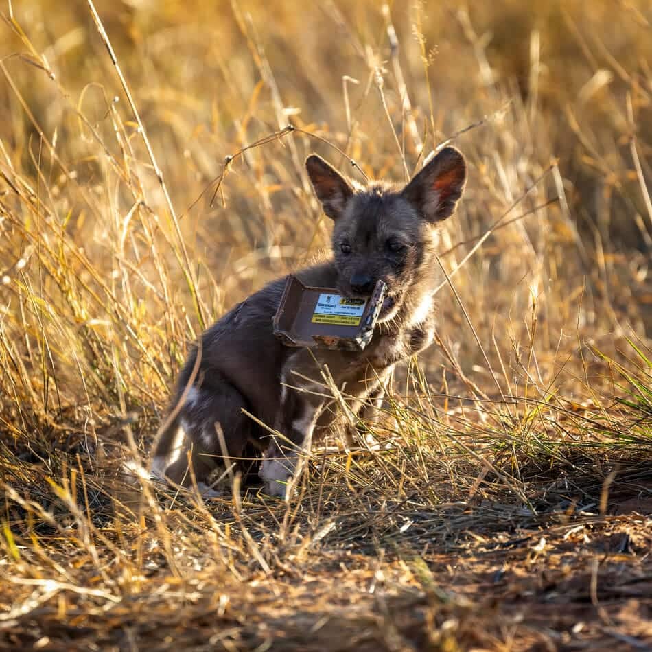 Wild Dog Pup with a Prize (Camera Trap Mishap) African wild dog pup playfully holding part of a broken camera trap, Kalahari