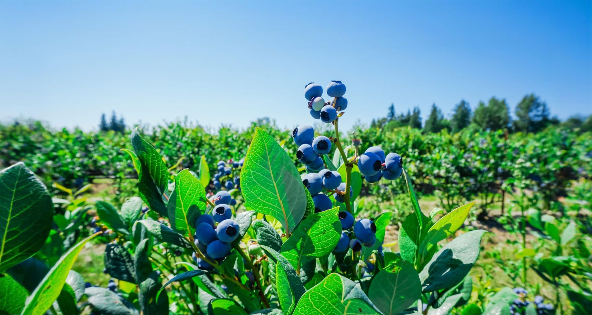 ontario blueberry picking