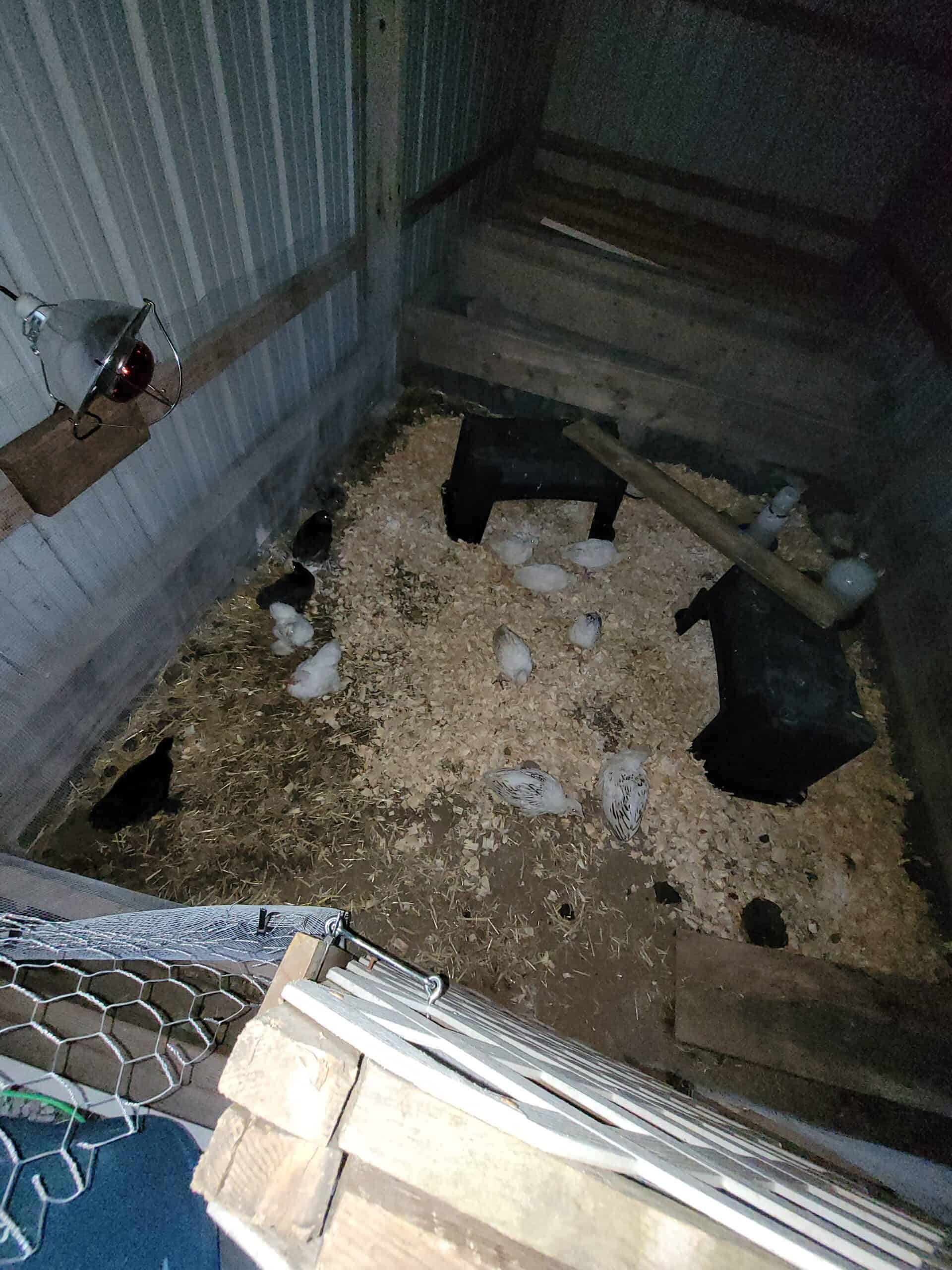 Inside view of the metal shed after making it chick safe, several chicks and polts running around