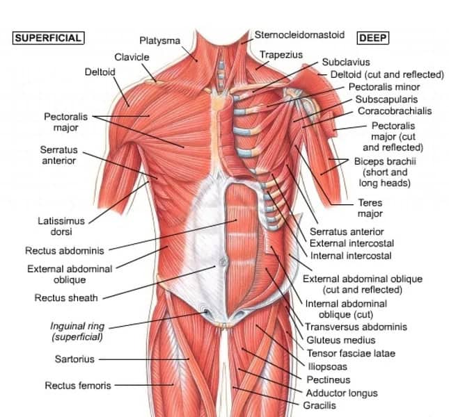 Best Chest Exercises for men