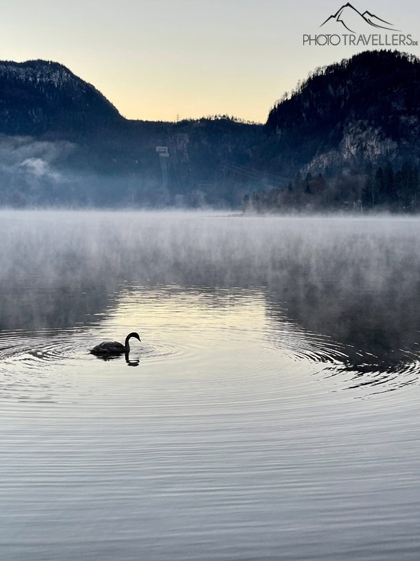 Ein Schwan am Morgen auf einem Bergsee im Gegenlicht