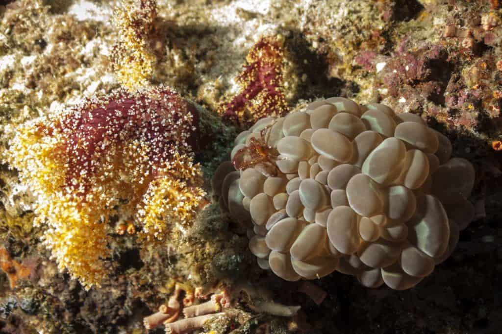 nurkowanie na filipinach