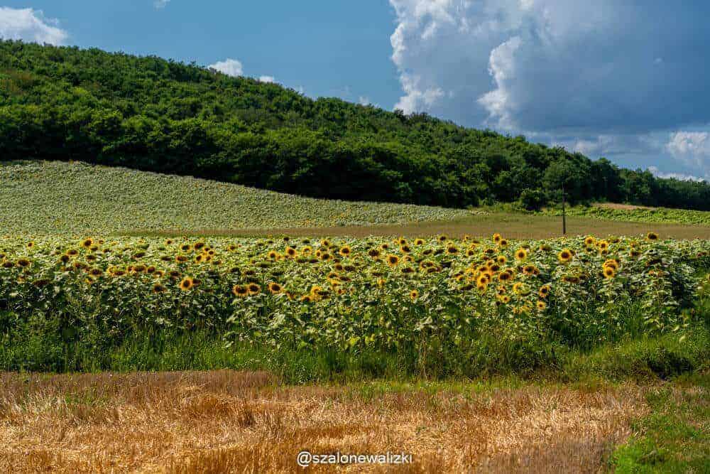 ścieżka rowerowa w Tokaju