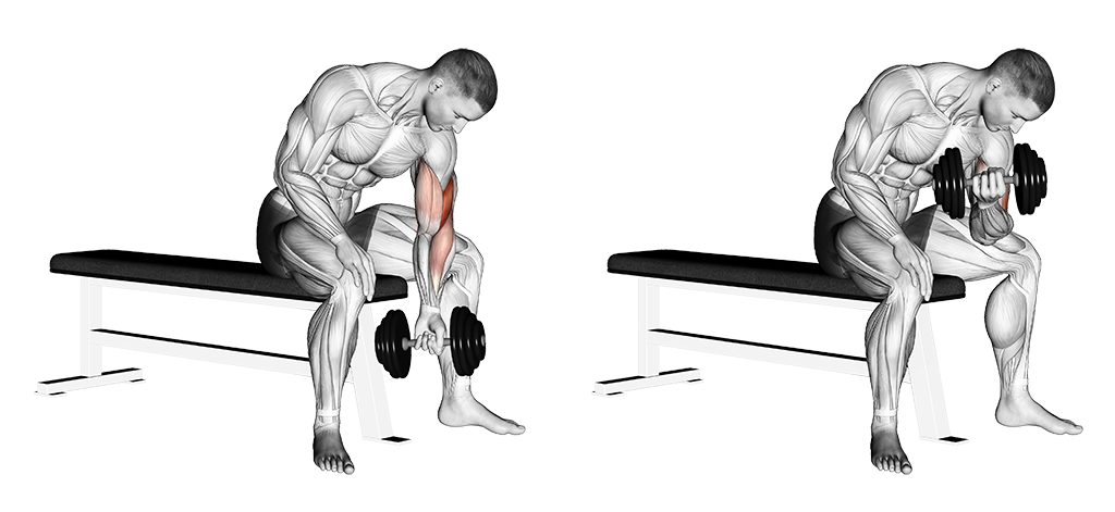 Best Bicep Exercises