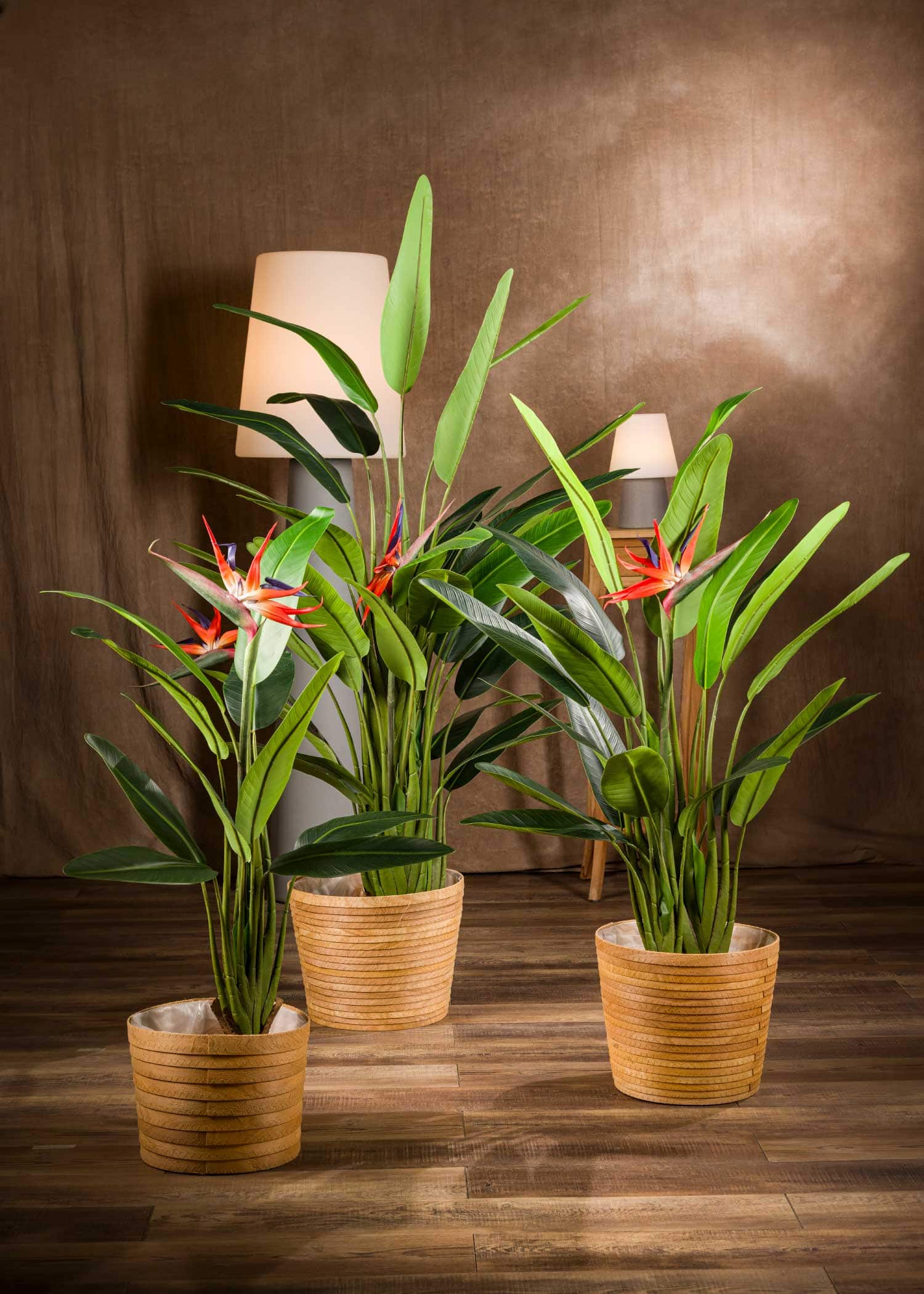 pianta-sterlizia-artificiale-grande-piccola