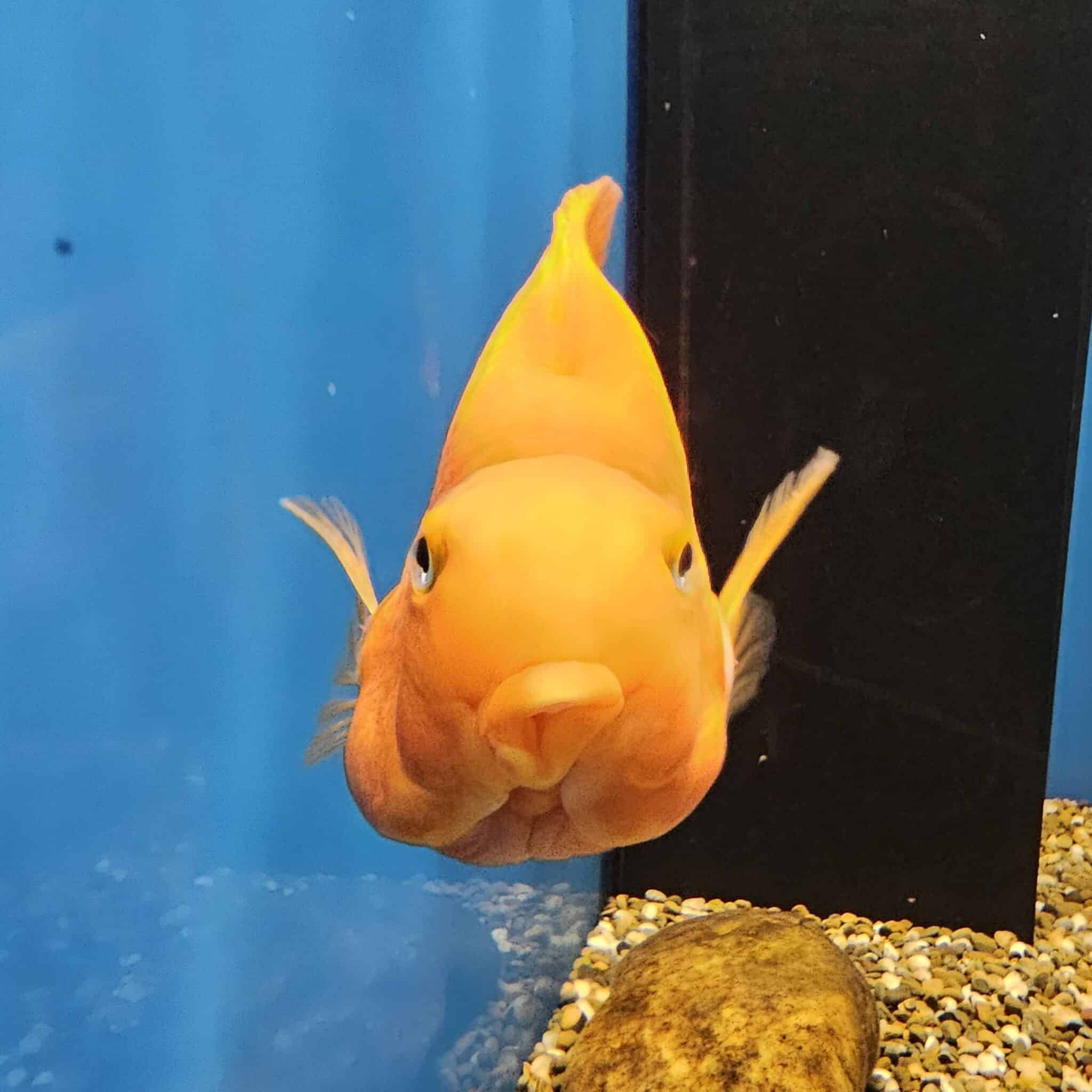 Muzeul Deltei Dunării, Tulcea - acvariu