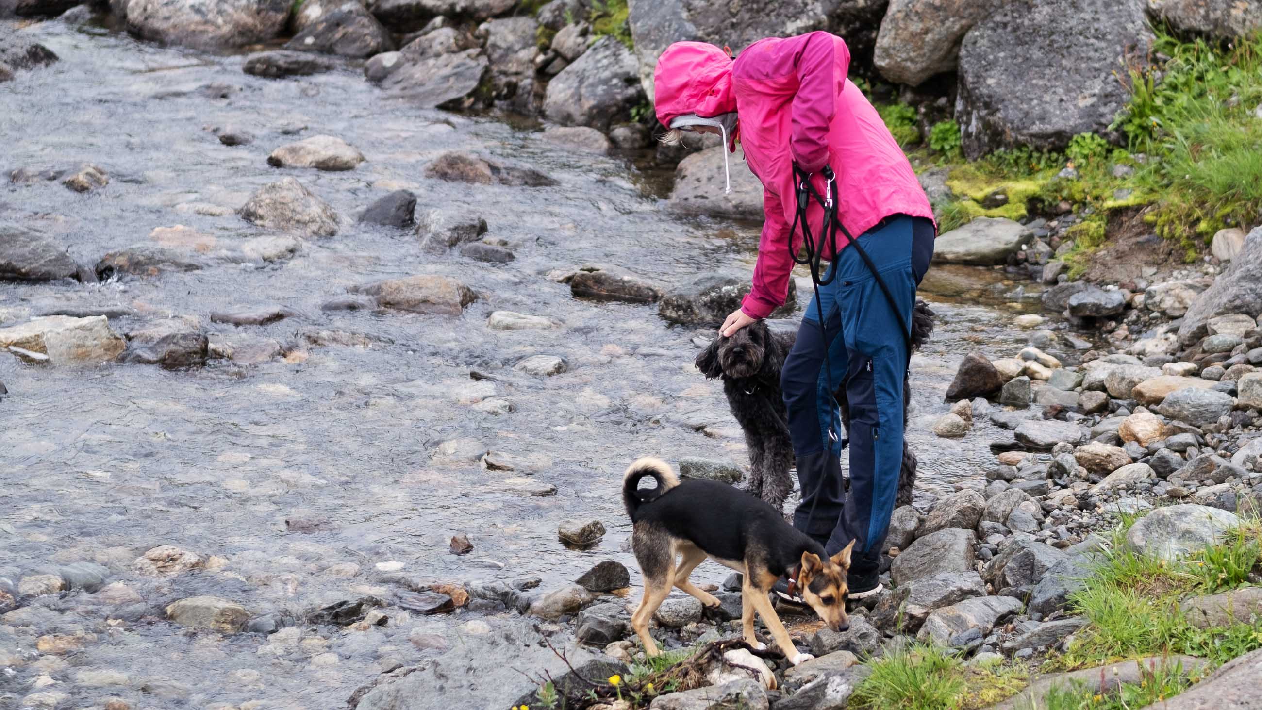 Annette und Hunde am Vildmarksvägen