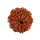 9 Mukhi Rudraksha