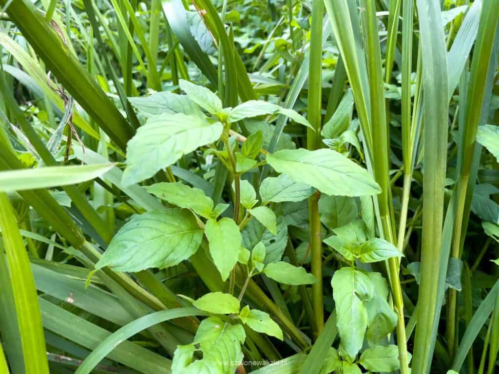 kajakiem przez olsztyn