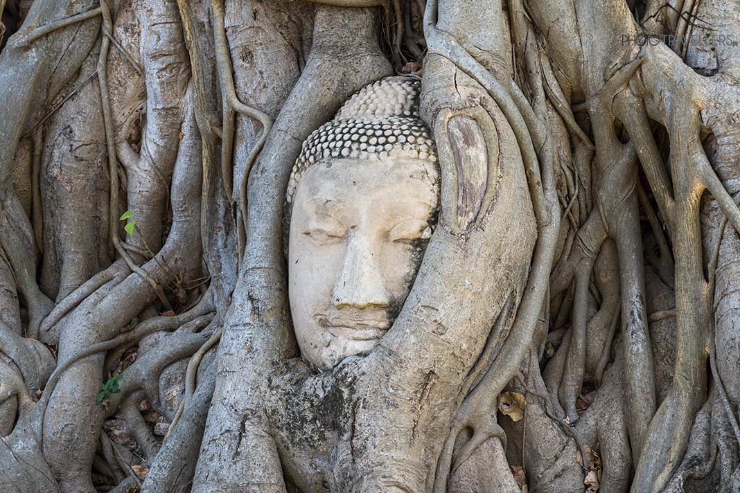 Der eingewachsene Kopf einer Buddha-Statue in einem knorrigen Baum in Ayutthaya
