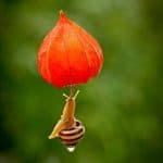 Melcul Visător. Poveste terapeutică despre Punctualitate și Încredere în Sine Melcul Visator. Poveste terapeutica despre Punctualitate incredere in Sine
