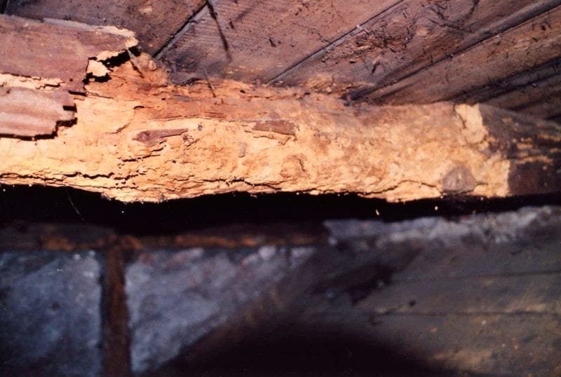 VPB Holzschaedigung durch Hausbock Querschnittschwaechung e1556265699876