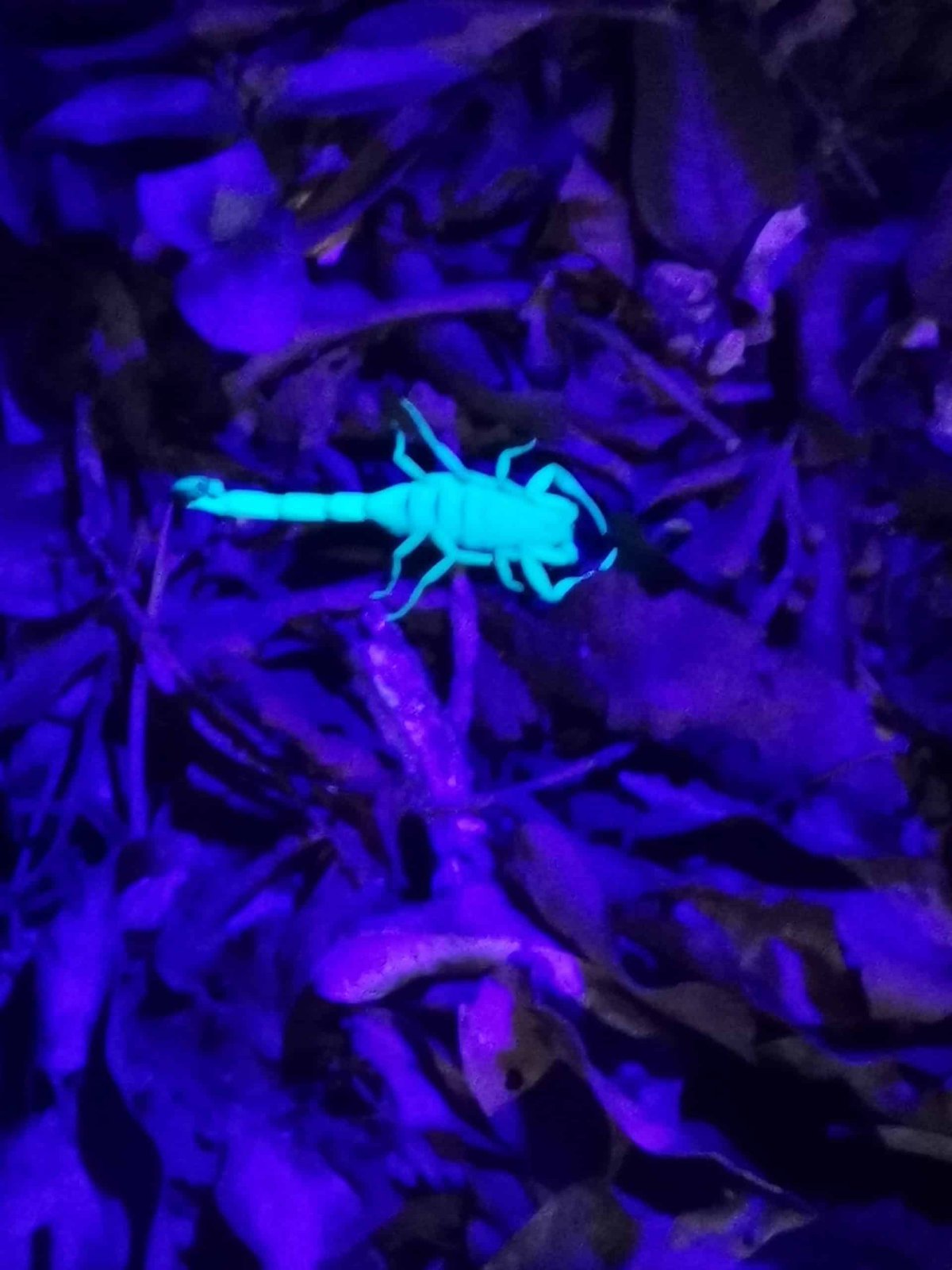 Costa Rica - Intrepid Travel Small Tour Group - My 50th Birthday 60 Costa Rica - Intrepid Travel Small Tour Group - My 50th Birthday 59