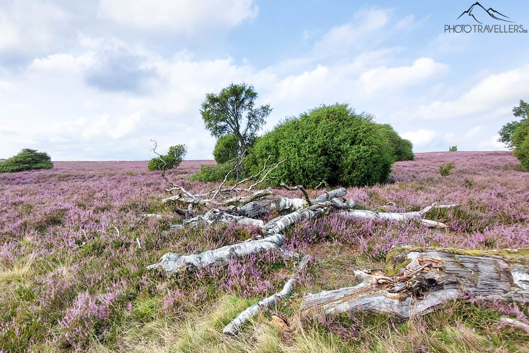 Die blühende Lüneburger Heide