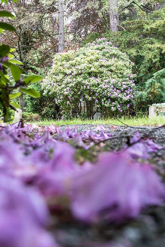 Der Südfriedhof in Leipzig