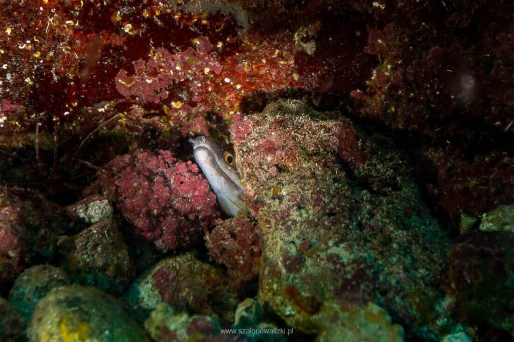 nurkowanie na cabo verde