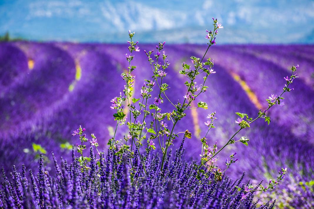 Ein Lavendelfeld in der Provence