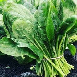 spanac spinach épinards spinaci espinacas Spinat gokid legume ordonate alfabetic