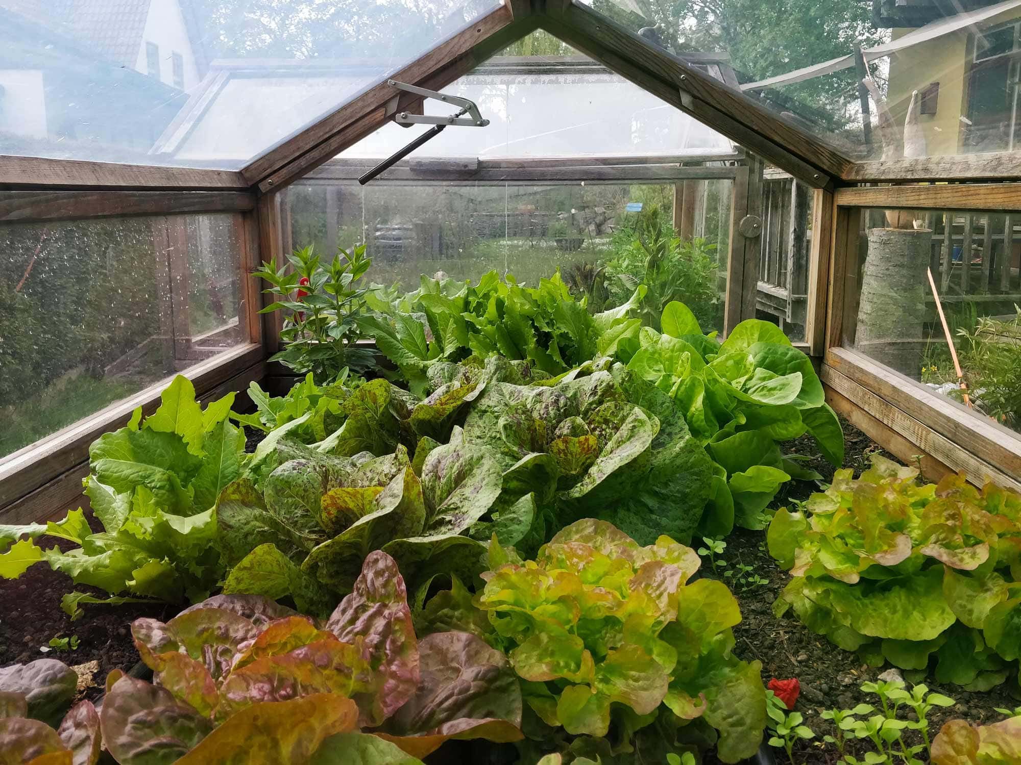 im Inneren des Frühbeets