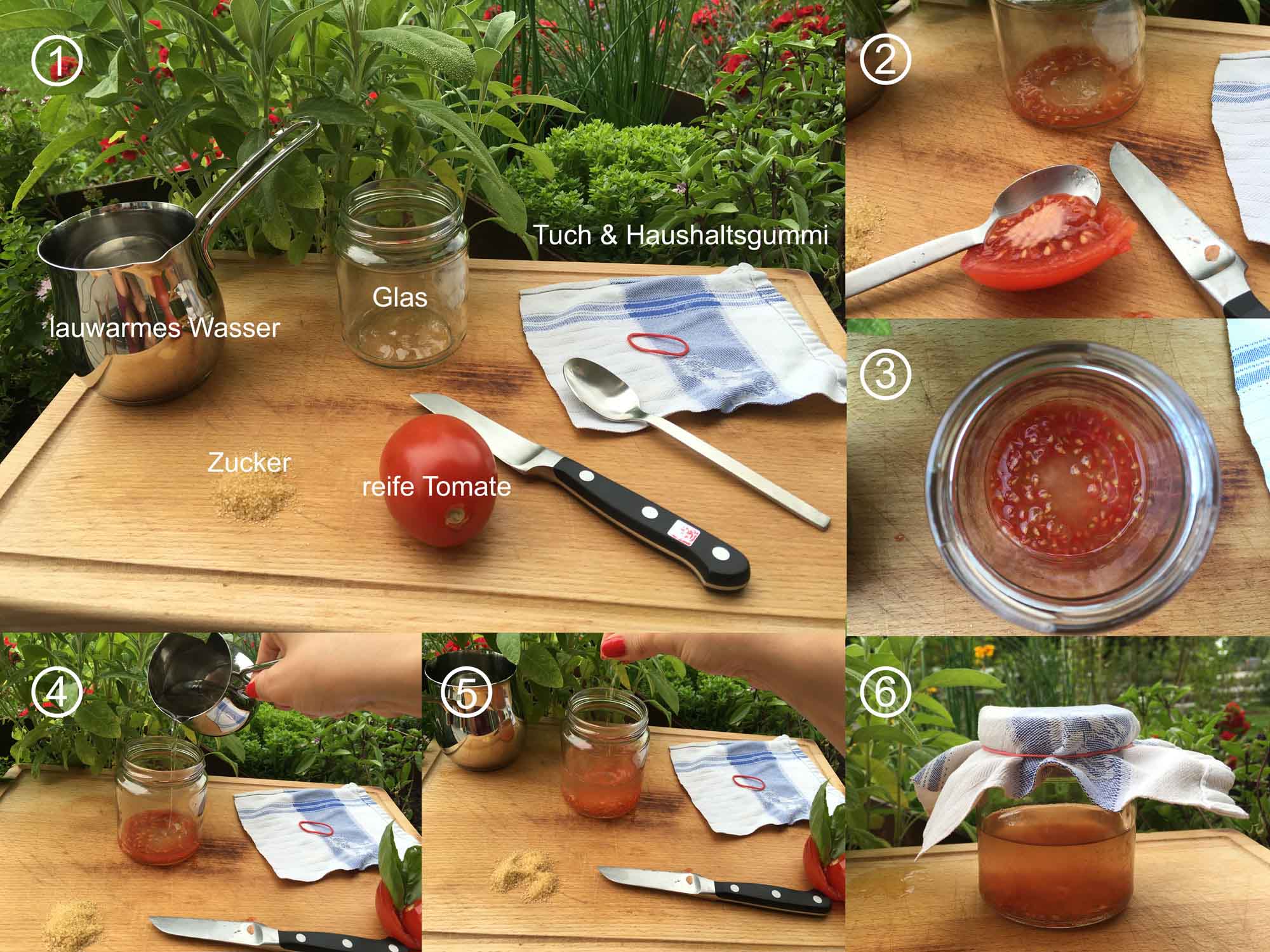 Tomaten-Saatgut-selbst-gewinnen-col