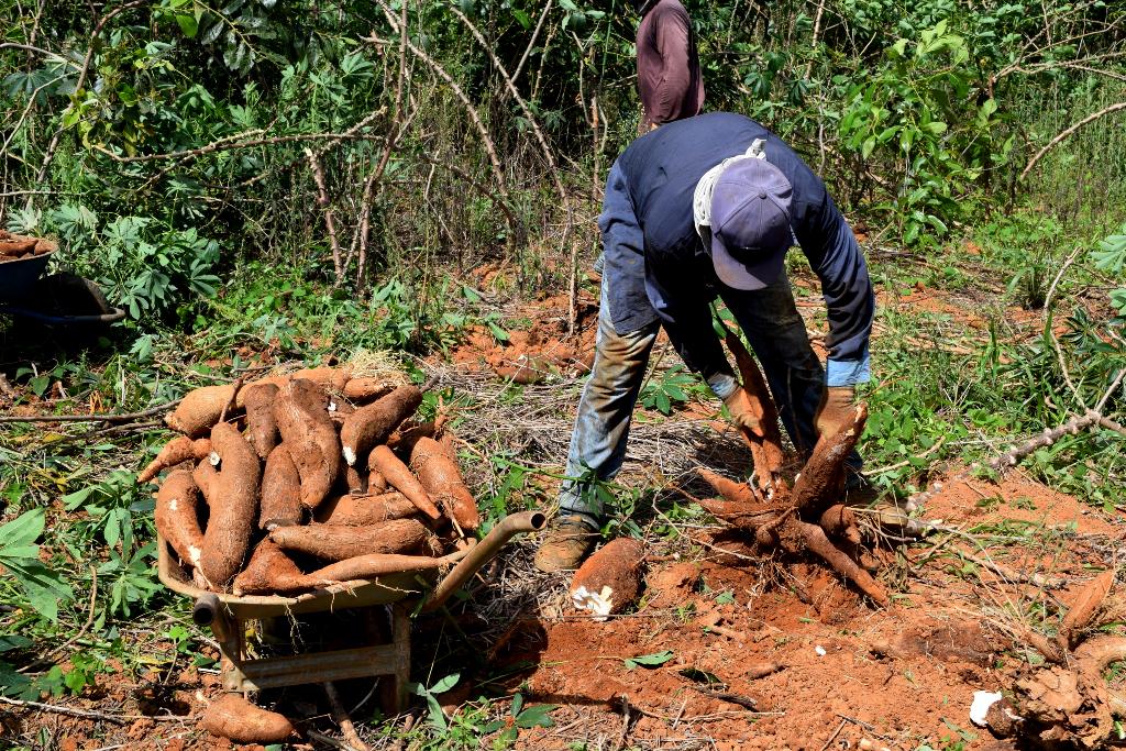 A farinha de mandioca caseira em castilho sp carrega mais do que sabor. Ela concentra história, esforço físico, tradição familiar e a luta silenciosa de quem vive da terra
