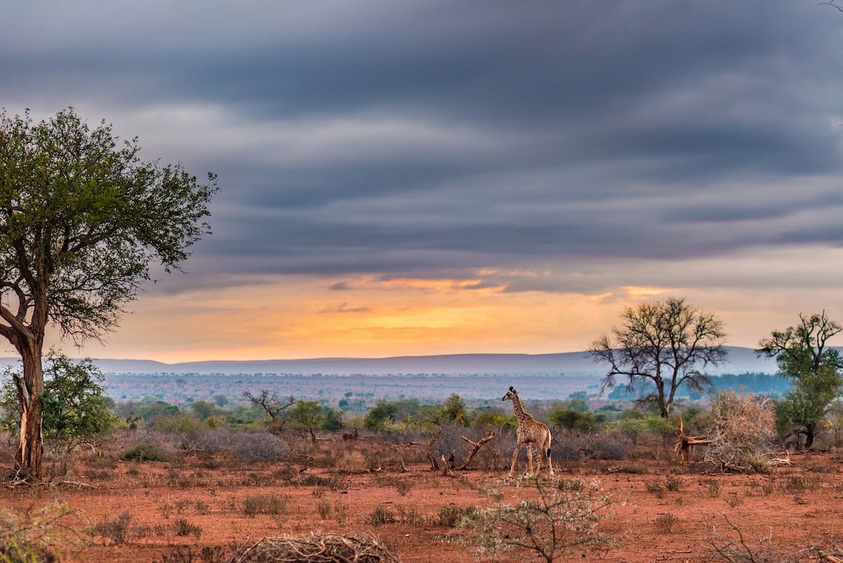 16 Best African Safari Tours For 2025 Travelers
