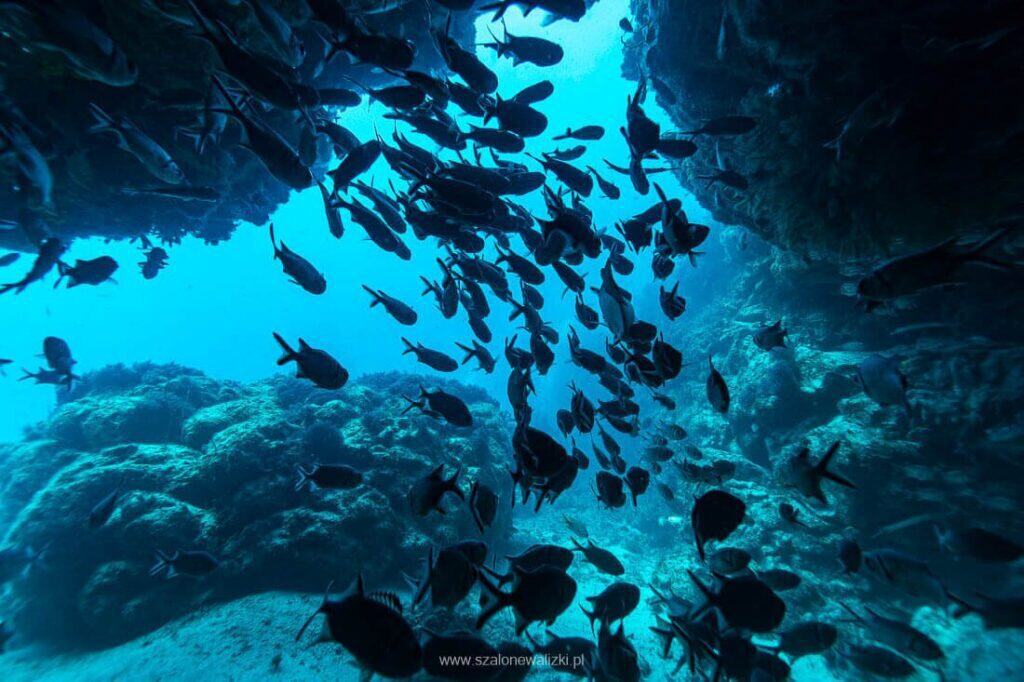 nurkowanie na cabo verde