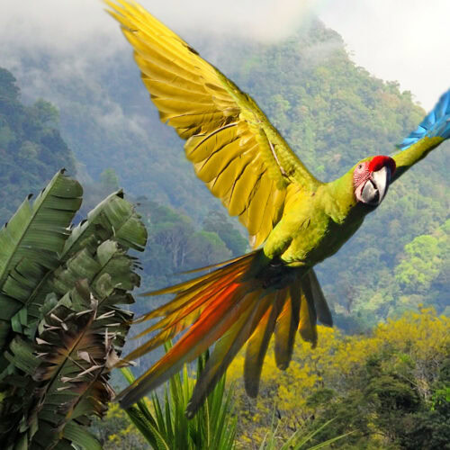 Schutz der Biodiversität in Agrarlieferketten