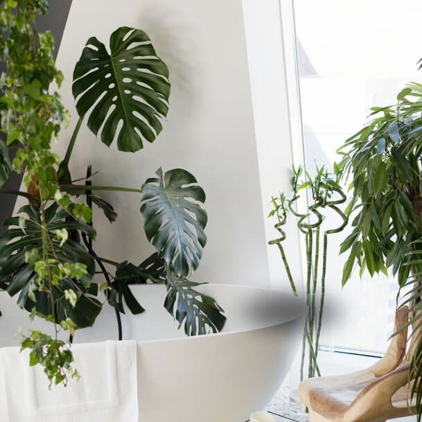 50 Marvelous Bathroom Plants to Spruce Up Your Space | Houseplant Alley