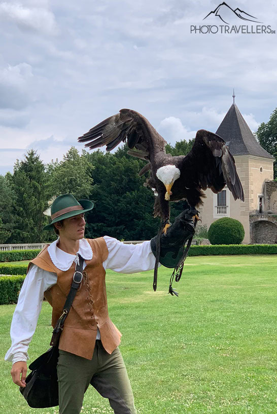 Ein Falkner auf Schloss Rosenburg mit einem Weißkopfadler auf dem Arm